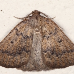 Amelora anepiscepta (Reddish Cape-moth (Ennominae)) at Melba, ACT - 17 Mar 2021 by kasiaaus