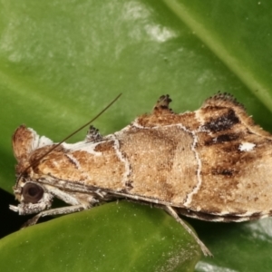 Arrade leucocosmalis at Melba, ACT - 17 Mar 2021