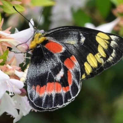 Delias harpalyce (Imperial Jezebel) at Hughes, ACT - 20 Mar 2021 by JackyF