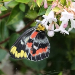 Delias harpalyce at Hughes, ACT - 20 Mar 2021 12:11 PM