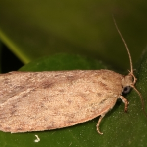 Garrha leucerythra at Melba, ACT - 17 Mar 2021