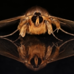 Dasypodia selenophora at Melba, ACT - 18 Mar 2021