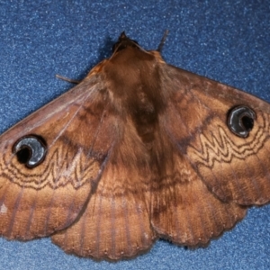 Dasypodia selenophora at Melba, ACT - 18 Mar 2021