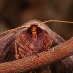 Monoctenia smerintharia (Dark Leaf Moth) at Melba, ACT - 17 Mar 2021 by kasiaaus