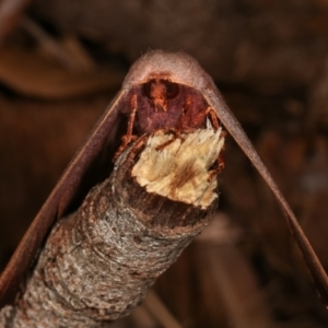 Monoctenia smerintharia at Melba, ACT - 18 Mar 2021