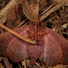 Monoctenia smerintharia at Melba, ACT - 18 Mar 2021