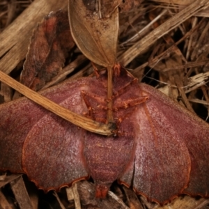 Monoctenia smerintharia at Melba, ACT - 18 Mar 2021