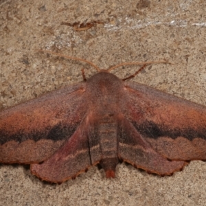 Monoctenia smerintharia at Melba, ACT - 18 Mar 2021