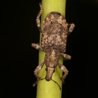 Ethemaia sellata (Grey-banded leaf weevil) at Melba, ACT - 18 Mar 2021 by kasiaaus