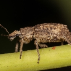 Ethemaia sellata at Melba, ACT - 18 Mar 2021 01:43 AM