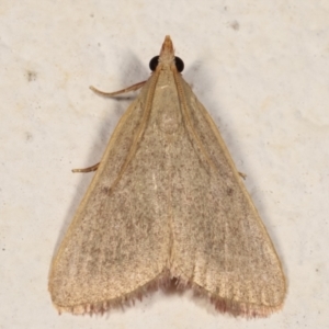 Ocrasa albidalis at Melba, ACT - 18 Mar 2021