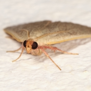 Ocrasa albidalis at Melba, ACT - 18 Mar 2021