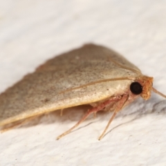 Ocrasa albidalis at Melba, ACT - 18 Mar 2021