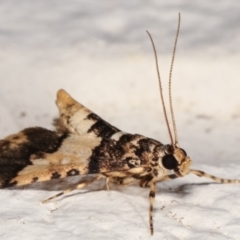 Nacoleia mesochlora at Melba, ACT - 19 Mar 2021