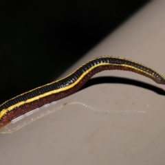 Hirudinidae sp. (family) (A Striped Leech) at ANBG - 22 Mar 2021 by TimL