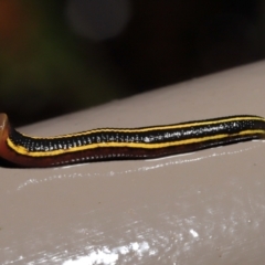 Hirudinidae sp. (family) at Acton, ACT - 23 Mar 2021