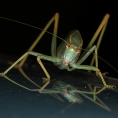 Caedicia simplex (Common Garden Katydid) at Melba, ACT - 18 Mar 2021 by kasiaaus