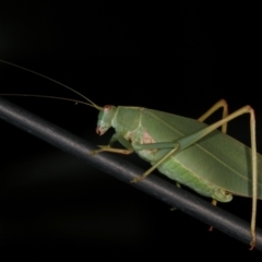 Caedicia simplex at Melba, ACT - 19 Mar 2021 12:49 AM