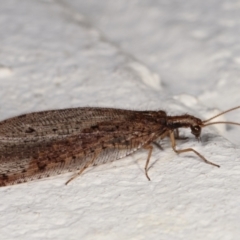 Stenosmylus tenuis (Osmylid lacewing) at Melba, ACT - 19 Mar 2021 by kasiaaus