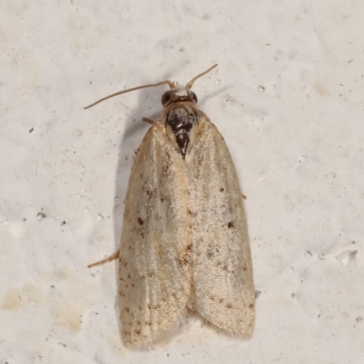 Tortricinae (subfamily) (A tortrix moth) at Melba, ACT - 18 Mar 2021 by kasiaaus