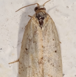 Tortricinae (subfamily) at Melba, ACT - 19 Mar 2021