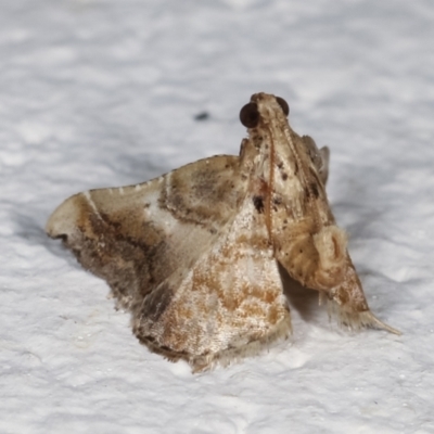 Scenedra decoratalis (A Pyralid moth) at Melba, ACT - 18 Mar 2021 by kasiaaus