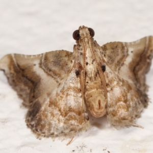 Scenedra decoratalis at Melba, ACT - 19 Mar 2021 01:04 AM