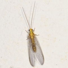 Calochrysa extranea (A green lacewing) at Melba, ACT - 19 Mar 2021 by kasiaaus