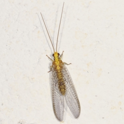 Calochrysa extranea (A green lacewing) at Melba, ACT - 19 Mar 2021 by kasiaaus