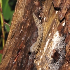 Limax maximus (Leopard Slug, Great Grey Slug) at Acton, ACT - 23 Mar 2021 by TimL