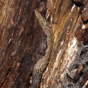 Limax maximus at Acton, ACT - 23 Mar 2021