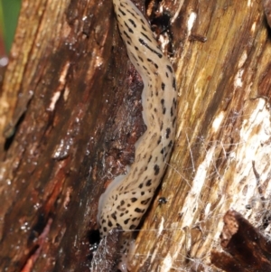 Limax maximus at Acton, ACT - suppressed