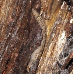 Limax maximus at Acton, ACT - suppressed
