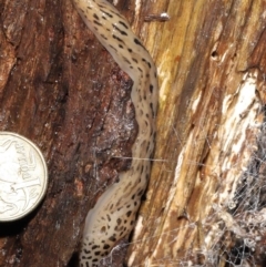 Limax maximus at Acton, ACT - suppressed
