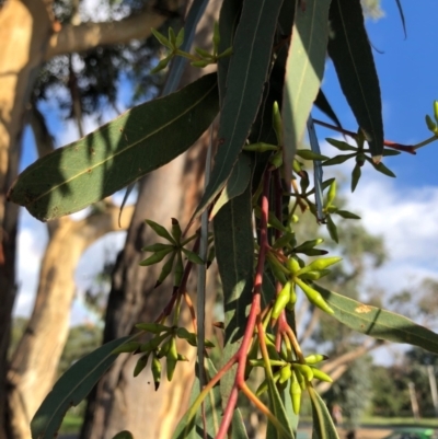 Eucalyptus blakelyi (Blakely's Red Gum) at Duffy, ACT - 24 Mar 2021 by Nat