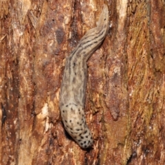 Limax maximus (Leopard Slug, Great Grey Slug) at ANBG - 23 Mar 2021 by TimL