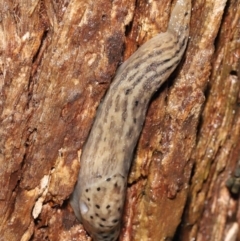 Limax maximus at Acton, ACT - 23 Mar 2021