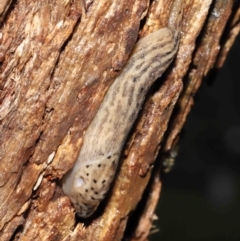 Limax maximus at Acton, ACT - suppressed