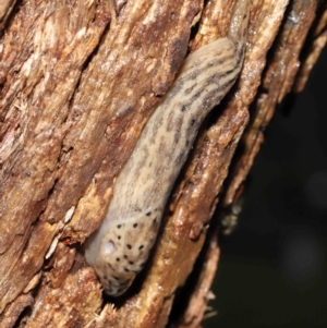 Limax maximus at Acton, ACT - 23 Mar 2021