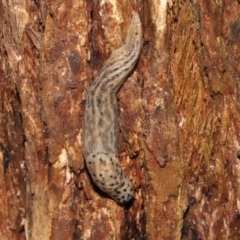 Limax maximus at Acton, ACT - 23 Mar 2021