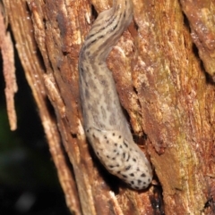 Limax maximus at Acton, ACT - 23 Mar 2021