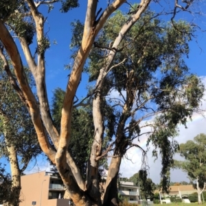 Eucalyptus blakelyi at Duffy, ACT - 24 Mar 2021 09:18 AM