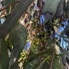 Eucalyptus blakelyi at Duffy, ACT - 24 Mar 2021 09:18 AM