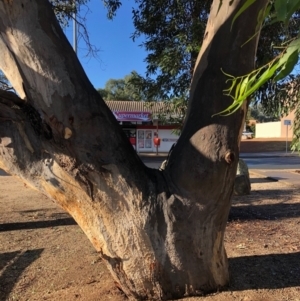 Eucalyptus blakelyi at Duffy, ACT - 24 Mar 2021 09:18 AM