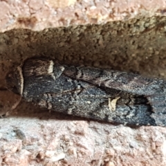 Proteuxoa bistrigula at Lyneham, ACT - 24 Mar 2021