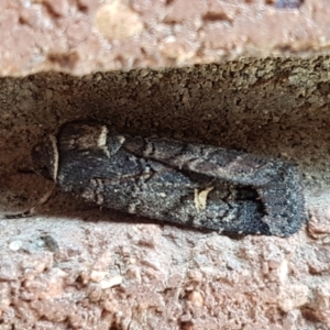 Proteuxoa bistrigula at Lyneham, ACT - 24 Mar 2021 09:45 AM