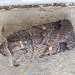 Proteuxoa bistrigula at Lyneham, ACT - 24 Mar 2021