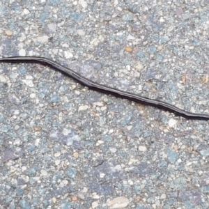 Caenoplana coerulea at Lyneham, ACT - 24 Mar 2021