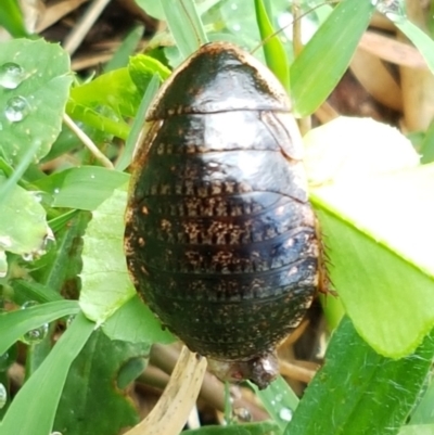 Calolampra sp. (genus) (Bark cockroach) at Lyneham Wetland - 23 Mar 2021 by tpreston