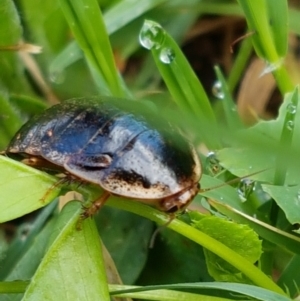 Calolampra sp. (genus) at Lyneham Wetland - 24 Mar 2021